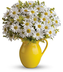 Sunny Day Pitcher of Daisies Davenport Florist - Same Day Flower Delivery - Flower Power 